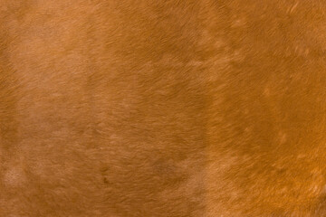 Natural brown fur texture. Animal hair of fur cow leather texture background. Natural fur texture background.