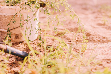 Hands of farmer racking removing weeds from his lawn.
