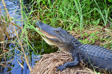 Alligator im Everglades National Park, Florida