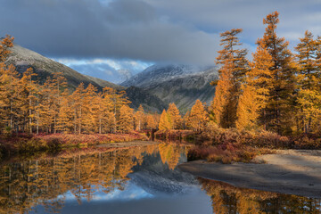 Yellow larch trees on a mountain stream on a Sunny autumn morning