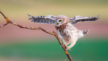 Little owl. Colorful nature background. Athene noctua.  