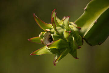 DRAGON FRUIT OR GREEN PITAYA IN ORGANIC PLANTATION IN OPEN SKY WITH THE DEFOCUSED BACKGROUND AND NATURA LIGHTING