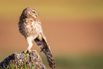 Little owl. Colorful nature background. Athene noctua.  