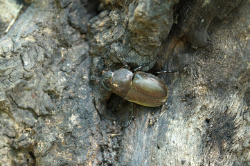 カブトムシ　メス　樹液を吸っていた