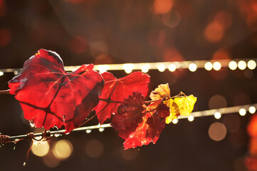 Red leaves of grapes and drops after rain in sunlight in the vineyard. autumn season.
