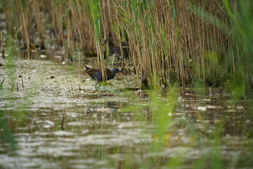 Schilfrohr oder Röhricht, Reet  Gras in einem See, Naturschutz Gebiet im Sommer, Phragmites australis
