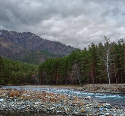 Autumn landscape. Mountain river and coniferous forest. Overcast weather.