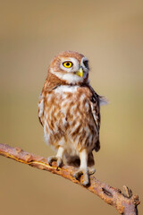 Little owl. Colorful nature background. Athene noctua.  