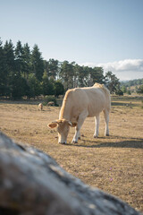 Cows grazing on the mountain