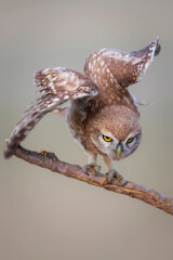 Obraz premium Little owl. Colorful nature background. Athene noctua. 