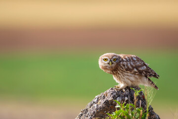 Little owl. Colorful nature background. Athene noctua.  