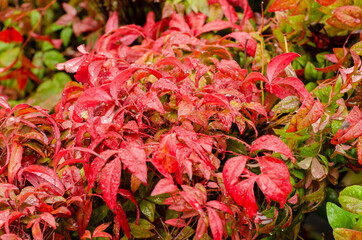 Red flowering plants covered with raindrops after drizzle in Hiroshima, Japan