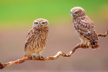 Little owls. Colorful nature background. Athene noctua.  