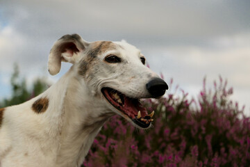 beautiful Galgo head portrait sits in a field of pink heather
