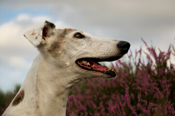 beautiful Galgo head portrait sits in a field of pink heather

