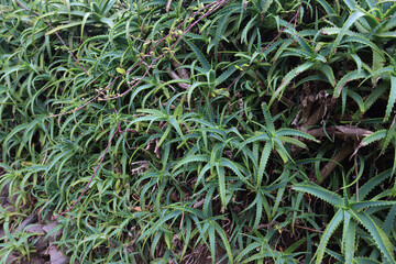 The characteristic vegetation of the island of Sao Jorge in the Azores archipelago