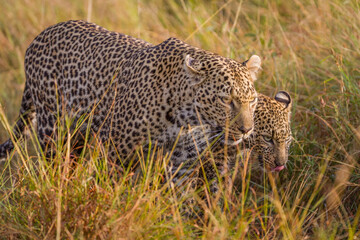 Leopard mother with cub in Masai Mara, Kenya
