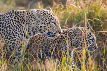Leopard mother with cub in Masai Mara, Kenya