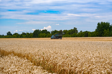 Farming landscapes of golden wheat harvesting. Outdoor countryside wheat field.