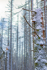 Dying silver forest snowed in landscape Brocken mountain Harz Germany