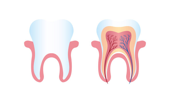 Isolated Human White Healthy Tooth. The Structure of Molar in a Colored Cartoon Flat Style. Illustration for Study, Education for Anatomy and Dentistry Lessons. Image for Medical design. Vector image