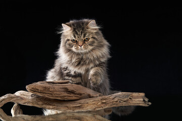 Scottish tabby cat on black background with reflection. Pet in the studio. 