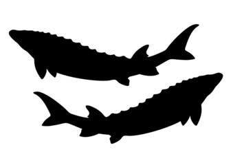 Big beautiful sturgeon. Vector image.