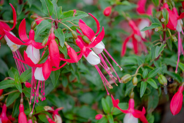 Selective focus of Fuchsia magellanica, White pink flower in the garden, Hummingbird fuchsia or...