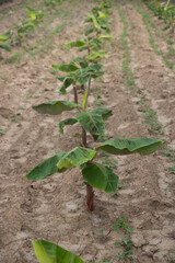 SMALL ORGANIC BANANA PLANTS IN TROPICAL ENVIRONMENT
