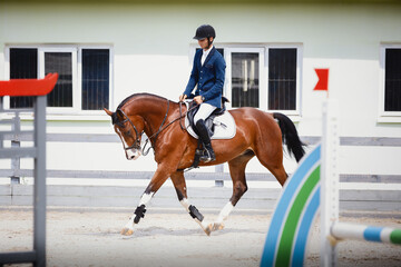 portrait of young gelding horse and adult man rider trotting during equestrian showjumping...