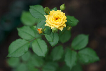 Yellow rose is blooming in the summer garden