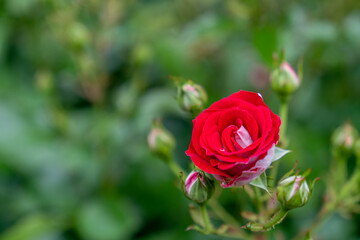花