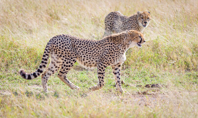 Cheetah in Masai Mara, Kenya