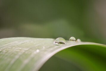 Wassertropfen auf einem Blatt der Wasserlilie nach einem Regenguss.