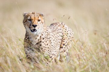 Cheetah in Masai Mara, Kenya
