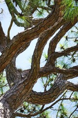 Looking up at gnarly tangled brown tree branches natural vertical background pattern
