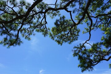 Looking up at gnarly pine tree branches with blue sky above on a sunny day