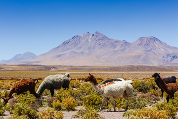 Beautiful scenario in the Atacama Desert, northern Chile, South America