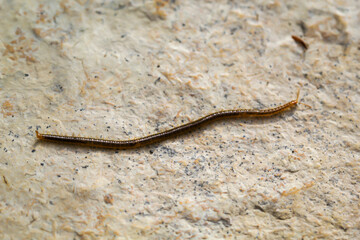 Nahaufnahme eines Tausendfüßlers, Hundertfüßlers auf einem Stein.
