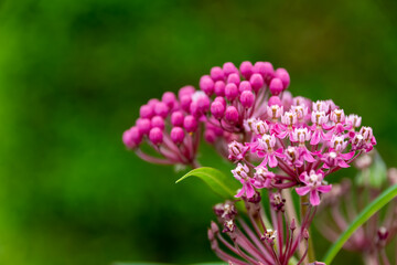 Decorative pink shrub with dainty clusters of flowers