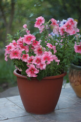 Petunia flowerpot in the summer garden