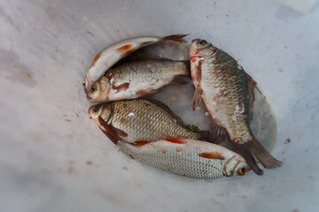 Caught river fish is in a white plastic bucket