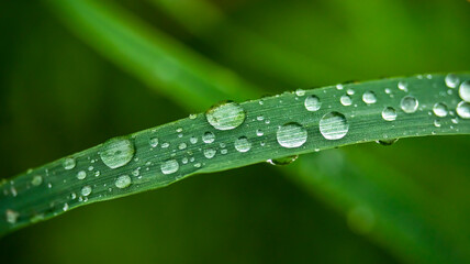 drops of morning dew on the grass macro photo