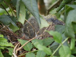 Sleepy wood pigeon chick