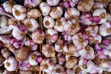 Fresh purple garlic heads at a French farmers market