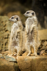 meerkat on the savannah