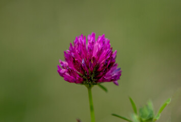 Fototapeta premium a close-up with a Trifolium pratense flower