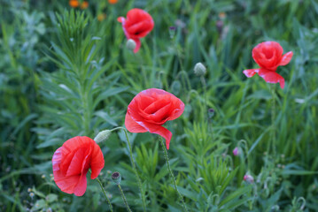 Poppy memory red nature field