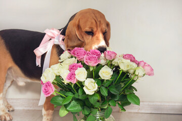 cute beagle dog with bow gift bouquet of flowers roses 