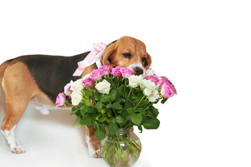 cute beagle dog with bow gift bouquet of flowers roses 